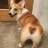 MAX-канал corgi • корги