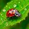 Канал Зеленое Хобби в MAX