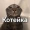 Канал Котейка в MAX