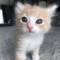 Канал маленькие котямбусы Пушистики Классные Смешные Видео Фото Котята Кошки cats video в MAX