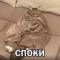 Стикеры Набор стикеров Кот и Пёс в MAX