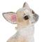 Канал Golden Chihuahua в MAX