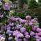 Канал Фабрика клематисов и гортензий / my_flowers_ivanovo в MAX