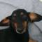 Канал DogsForum в MAX