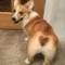 Канал corgi • корги в MAX
