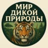 MAX-канал Мир дикой природы