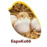 MAX-канал Инкубационное яйцо EuroCobb-PROMEGGS INFO CANAL