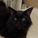 Канал КОТЯ🐈‍⬛ в MAX