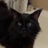 MAX-канал КОТЯ🐈‍⬛