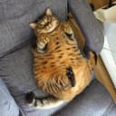 Канал Котомания в MAX