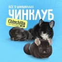 Канал ЧинКлуб — всё о шиншиллах в MAX