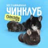 MAX-канал ЧинКлуб — всё о шиншиллах