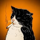 Канал Животные Коты собаки собачки хомяки попугай кошки котенок в MAX