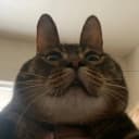 Канал Котячий Бунт 🐾 Котики в MAX