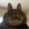 MAX-канал Котячий Бунт 🐾 Котики