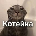 Канал Котейка в MAX