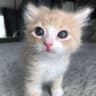 MAX-канал маленькие котямбусы Пушистики Классные Смешные Видео Фото Котята Кошки cats video
