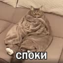 Стикеры Набор стикеров Кот и Пёс в MAX