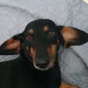 Канал DogsForum в MAX