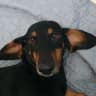 MAX-канал DogsForum