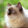 MAX-канал 🐱Котики Online🐱