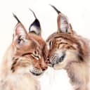 Канал KatyaBobCat в MAX