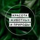 Канал Красота животных и природы в MAX