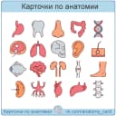 Канал Карточки по анатомии в MAX