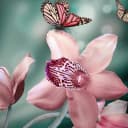 Группа Цветочки: об орхидеях и не только🌸 в MAX
