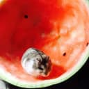 Группа Хомяк в Арбузе🍉 {18+} в MAX