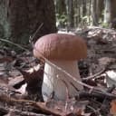 Канал Грибы России в MAX