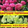 MAX-канал Метельчатые гортензии питомника "Любава"