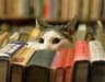 MAX-канал Книги по истории и не только