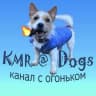 MAX-канал KMR@Dogs-животные, смешные животные, смешные видео, юмор, птицы, собаки, кошки, обезьяны.
