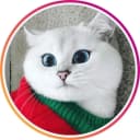 Канал Кошки. Котики в MAX