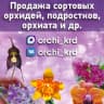 MAX-канал Продажа сортовых орхидей, подростков, орхиаты и т.д.