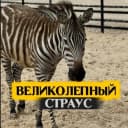 Канал КФХ Великолепный страус & КАФЕ в MAX