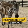 MAX-канал КФХ Великолепный страус & КАФЕ