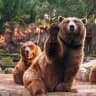 MAX-канал Медведи и панды 🐻🐼