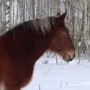 Канал Мир свободной лошади Royal Horse Кострома в MAX