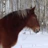 MAX-канал Мир свободной лошади Royal Horse Кострома
