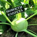 Канал Капуста-горячие новости в MAX