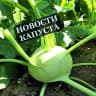 MAX-канал Капуста-горячие новости