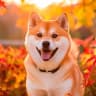 MAX-канал Сиба-ину | Shiba Inu