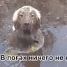 Стикеры Tasty жмых в MAX