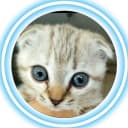 Группа КОШКАРИУС в MAX