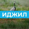 MAX-канал Иджилское СМО