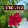 MAX-канал 🌺ОТКРЫТКИ, СТИКЕРЫ, ФОТО ДЛЯ СТОРИС.🌺