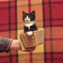 Канал Котики-накотики      коты/кошки/домашние животные /любимцы в MAX