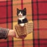 MAX-канал Котики-накотики      коты/кошки/домашние животные /любимцы